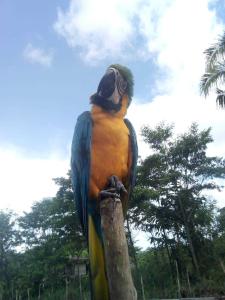 Red Uakari Jungle Lodge