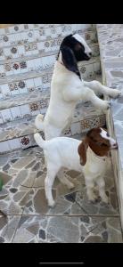 Hotel Pousada Vila da Natureza