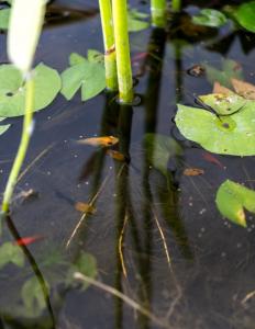 Mila Apartment by Maheswara