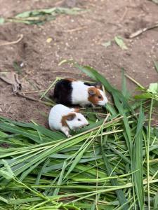 Khu nghỉ dưỡng sinh thái Apsara Sóc Trăng