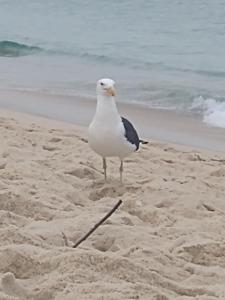 FRONTAL COM VISTA MAR! ÓTIMO 2 QUARTOS.