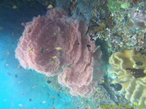 Mares Homestay-Raja Ampat