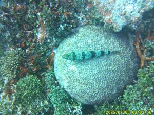 Mares Homestay-Raja Ampat