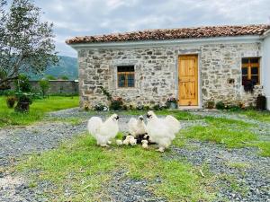 Guesthouse Vitoria - Mrizi i Zanave