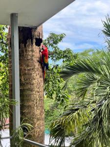 Iwa Zaru Seaview Studios Free Breakfast & Park Tour