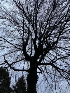 Ferienhaus-stadtkyll-eifel Beim Förster mit zwei Schlafzimmern