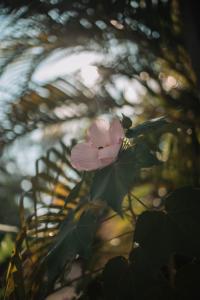 Dominical Long Term Rental