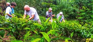 Tea Escape Holiday Villa and Cabanas