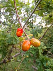 Casa Rústica Recanto do Sol