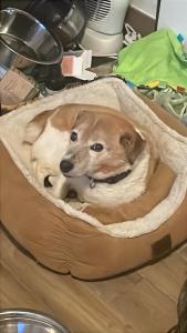 Connemara sea side house, dog paradise!