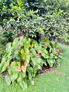 Finca La Carmelita Casa Campestre con Piscina y entre Montañas a sólo minutos de Santa Rosa de Cabal