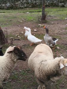 Tapada das Carvalhas