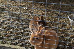 Садиба Кичера Еко