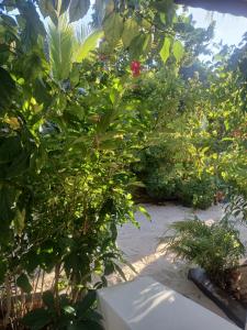 KIVi Cottages Nungwi