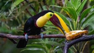 Hotel Pedacito de Cielo