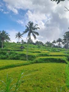 Rinjani Vibe Bungalow