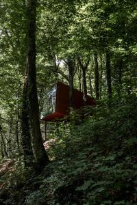 Séneçon des bois 08