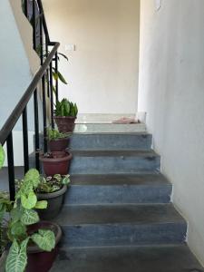 River Tiger Safari & Homestay