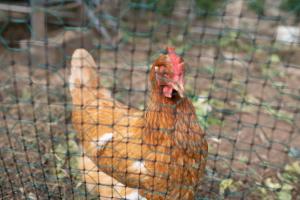 La casa tra gli ulivi