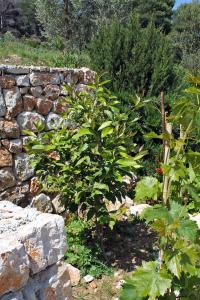 Apartment Saplunara 4923b