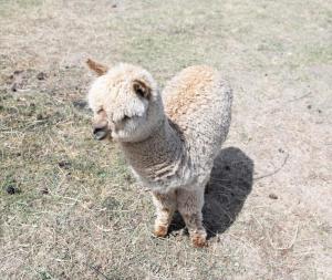 Stargazing Farmstay & Picnic & Animals & Firepit