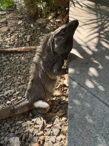 Casa Pura Vida 2bd Tropical Paradise 6min Walk To The Beach Activity Amenities Included