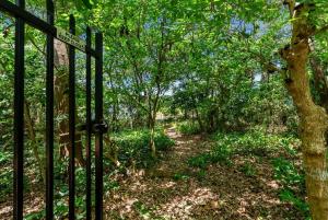 Belle Escapes Rainforest Shore