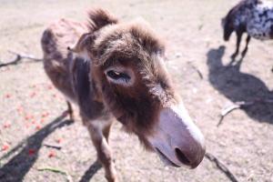 Family-Friendly Farm Room & Animals & Nature Stay