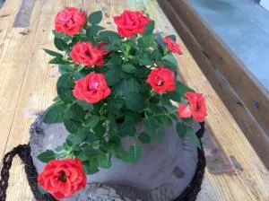 Shimanchu Guest House Yuien - Shikimbaru