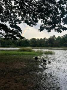 Chandrika Y Resort