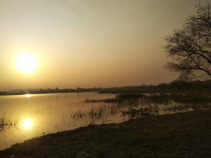 Golden Orchard Mornings