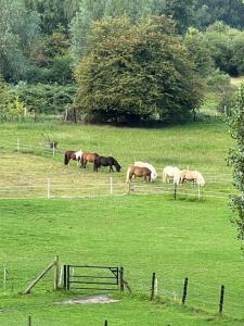 Sfeervolle kamer aan de Dorpsdijk met Gratis Ontbijt