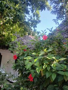 KIVi Cottages Nungwi