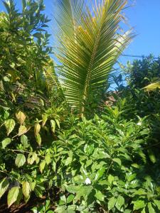 KIVi Cottages Nungwi