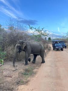 Golden Pearl Safari Villa