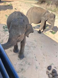 Golden Pearl Safari Villa