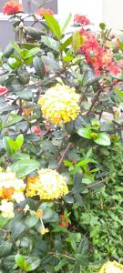 Apartamento bem localizado do lado shopping com piscina e garagem