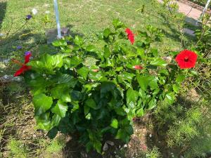 Lan Hạ Bay view homestay