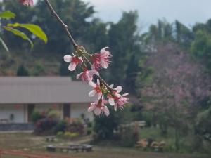 Baan Daeng Resort บ้านรักไทย