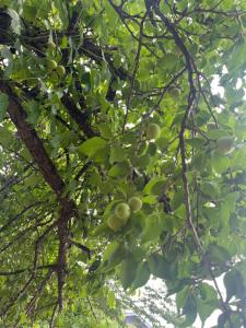 結ライ処 出羽紬yuraidokoro dewatsumugi