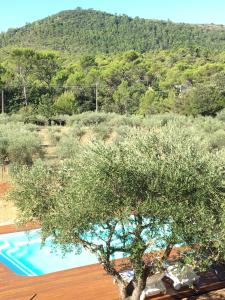 B&B / Chambres d'hotes La Villa aux Oliviers : Suite Familiale