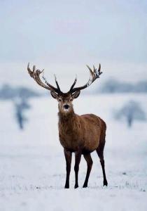 Rezort Zvernica Vlachy - Family & Fun