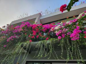 Miền an trú giữa rừng thông reo