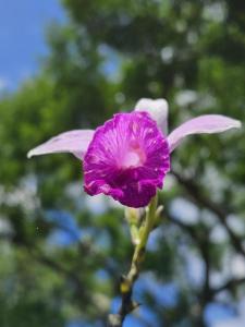 Jardin De Poas Hotel & Nature Resort