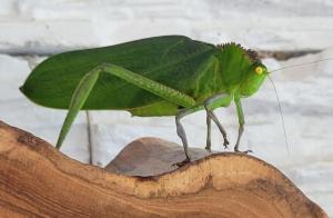 Jardin De Poas Hotel & Nature Resort