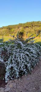 Medieval Village Lofts