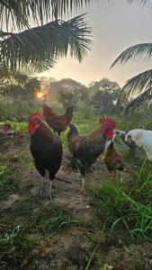 The Farm Cottage - Anuradhapura