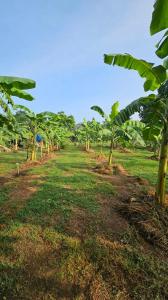 The Farm Cottage - Anuradhapura