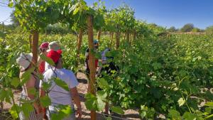 Eltoconar atacama Volcano Sightviews, Wineyard & Desertic nature