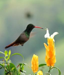 Cabaña Manaos Salento